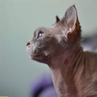 Devon Rex Katzen Hobbyzucht Royaldevons