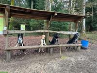 Hundeschule Rägeboge für Jung- & Familienhunde in Koppigen BE