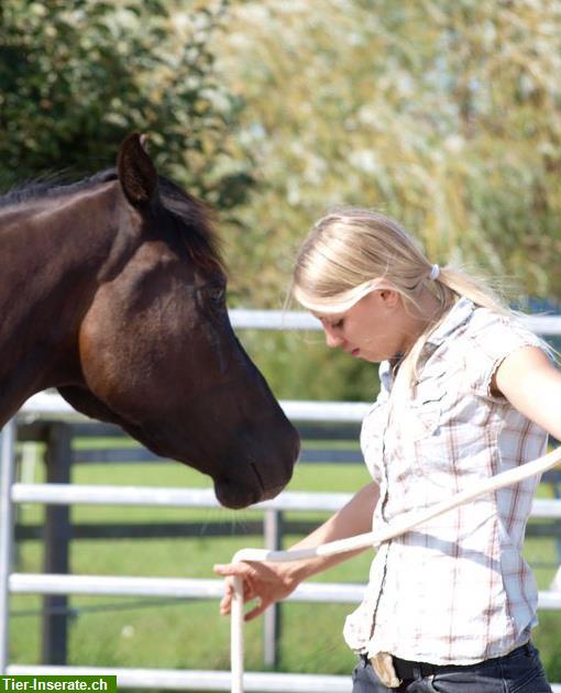 Bild 5: Reitstunden und Ausritte im Aargau