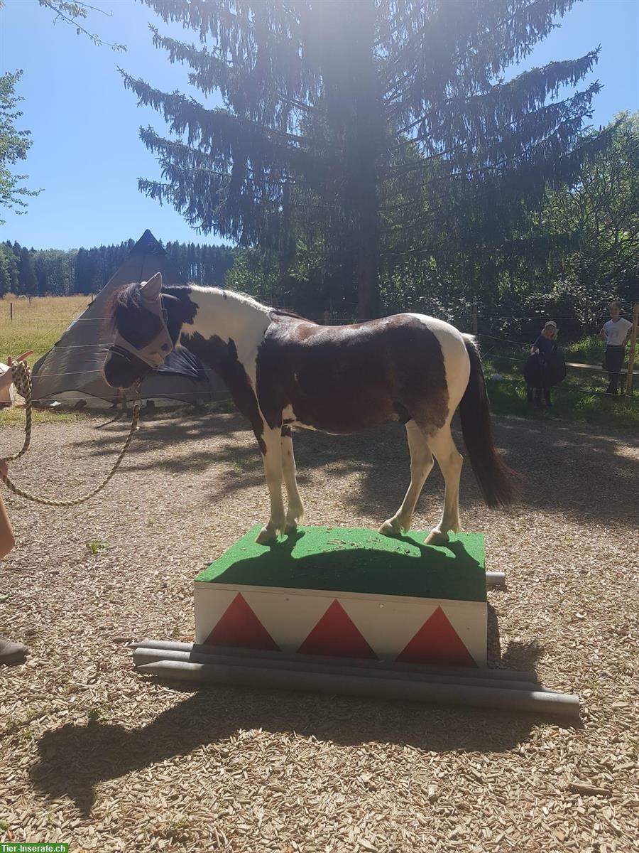 Bild 4: Ponyreiten / Reitunterricht in Baldingen AG