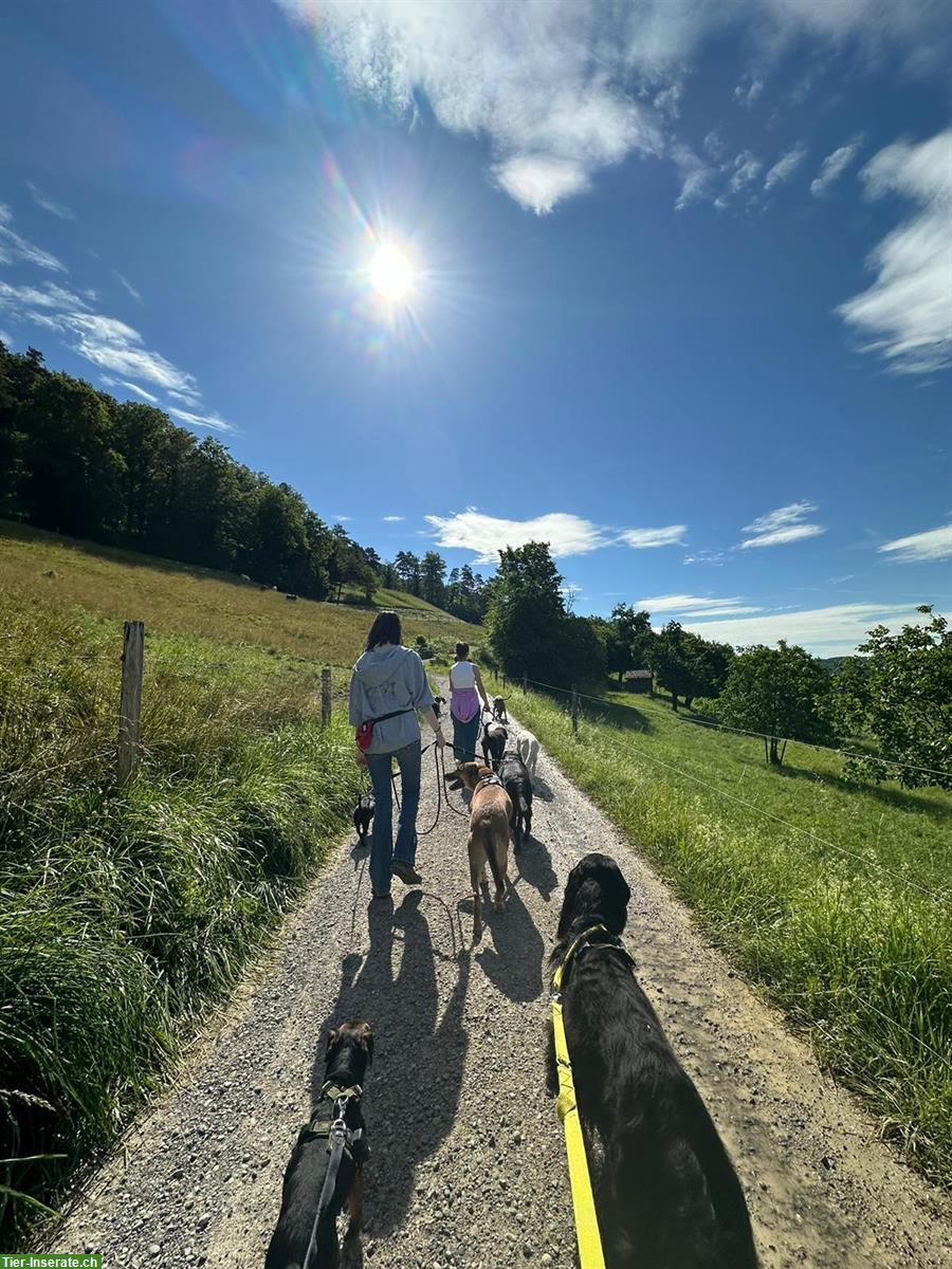 Bild 2: Hundetagesstätte in Winterthur bietet Tages- und Ferienplätze