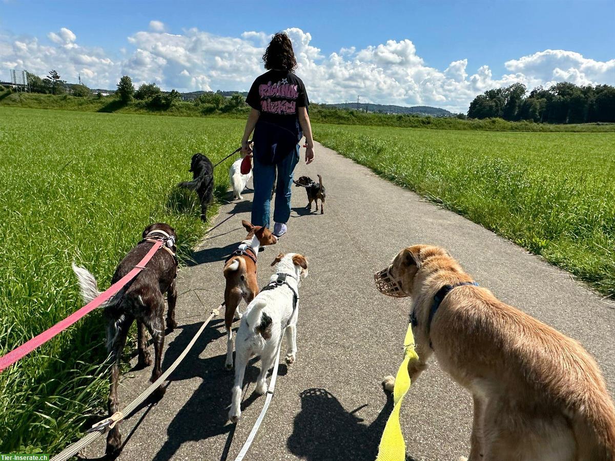 Bild 3: Hundetagesstätte in Winterthur bietet Tages- und Ferienplätze