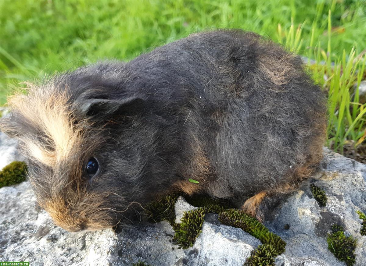 Bild 5: CH Teddys und Lunkarya Meeris frühkastriert aus Hobbyzucht