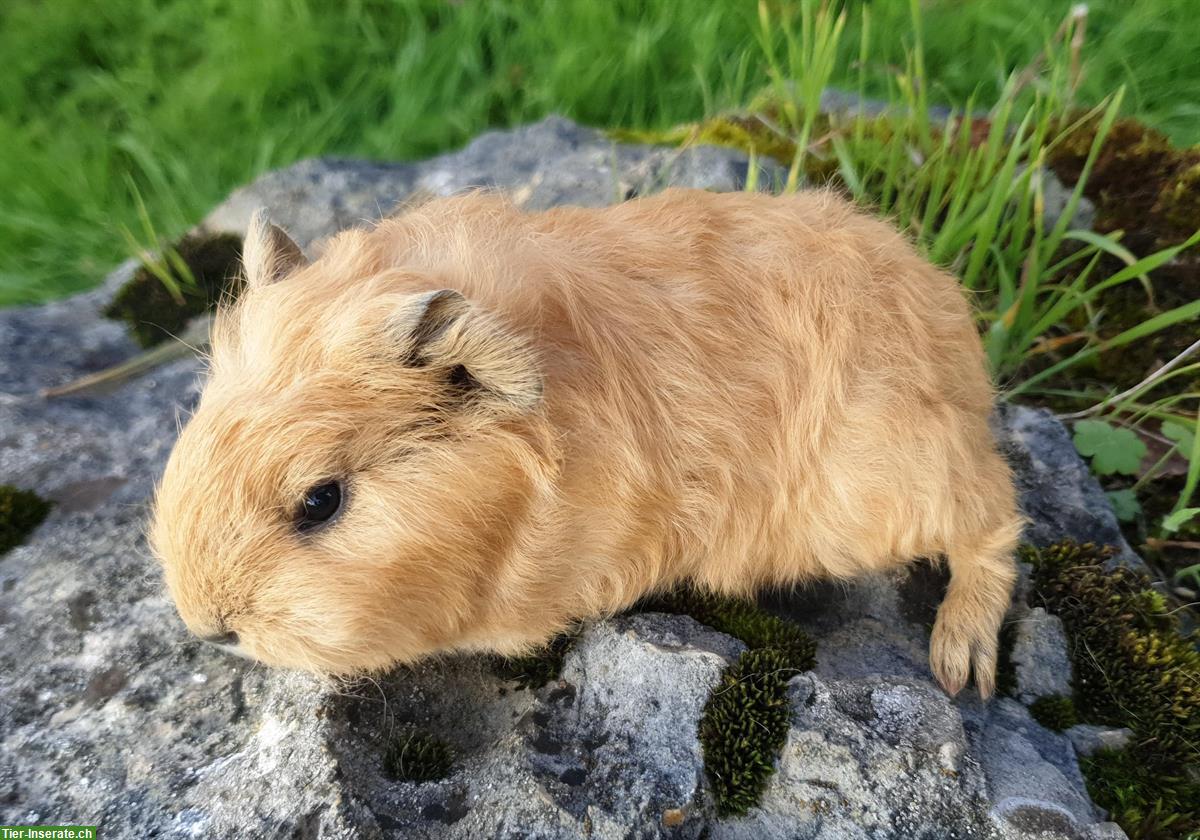 Bild 6: CH Teddys und Lunkarya Meeris frühkastriert aus Hobbyzucht