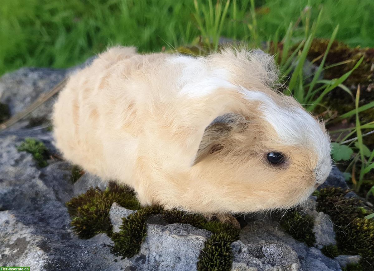 Bild 4: CH Teddy & Lunkaryas Meerschweinchen frühkastriert