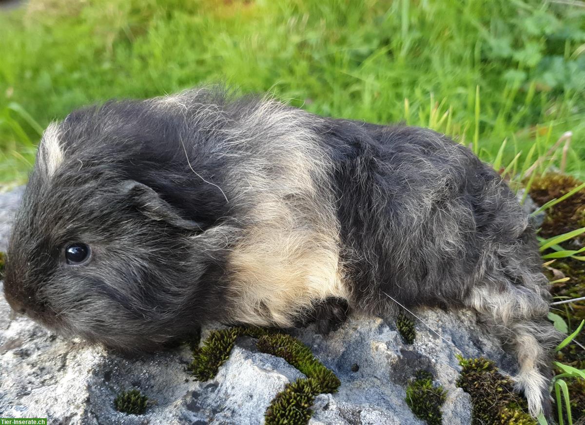 Bild 5: CH Teddy & Lunkaryas Meerschweinchen frühkastriert