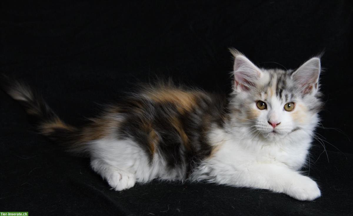 Bild 10: Süsse Maine Coon Kitten aus seriöser Hobbyzucht