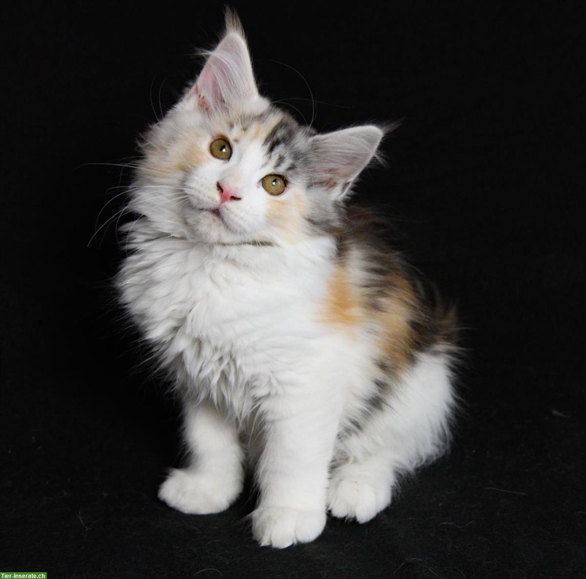 Bild 3: Süsse Maine Coon Kitten aus seriöser Hobbyzucht