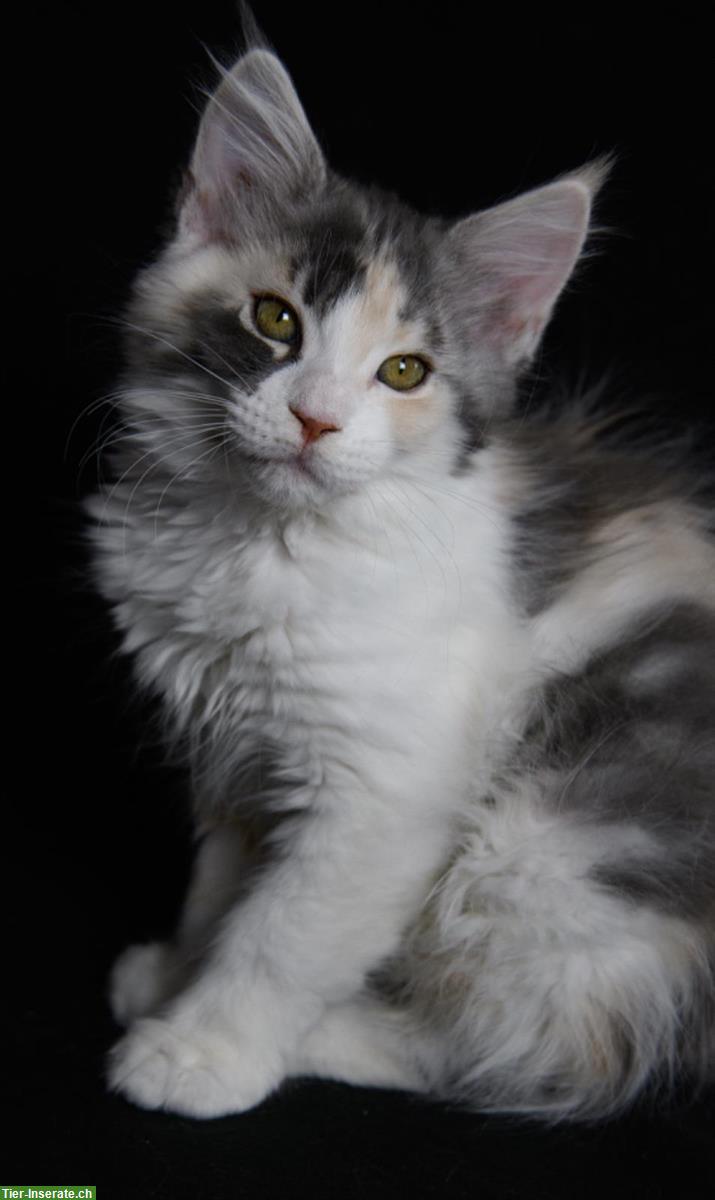 Bild 6: Süsse Maine Coon Kitten aus seriöser Hobbyzucht