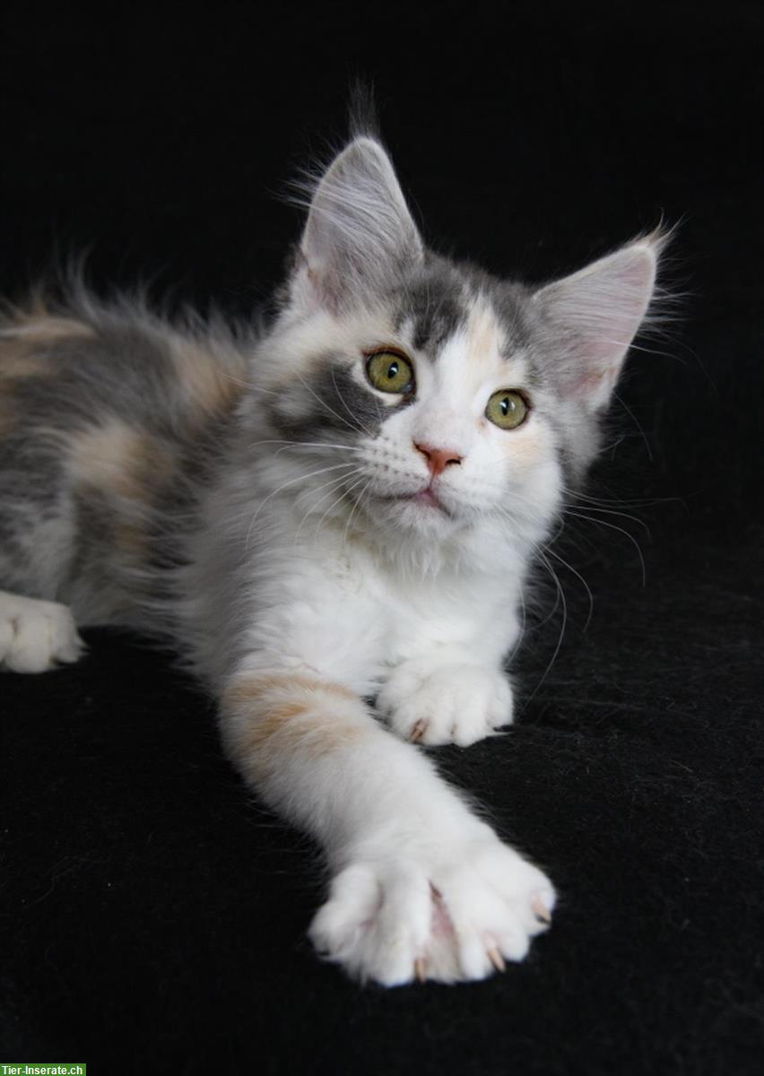 Bild 7: Süsse Maine Coon Kitten aus seriöser Hobbyzucht