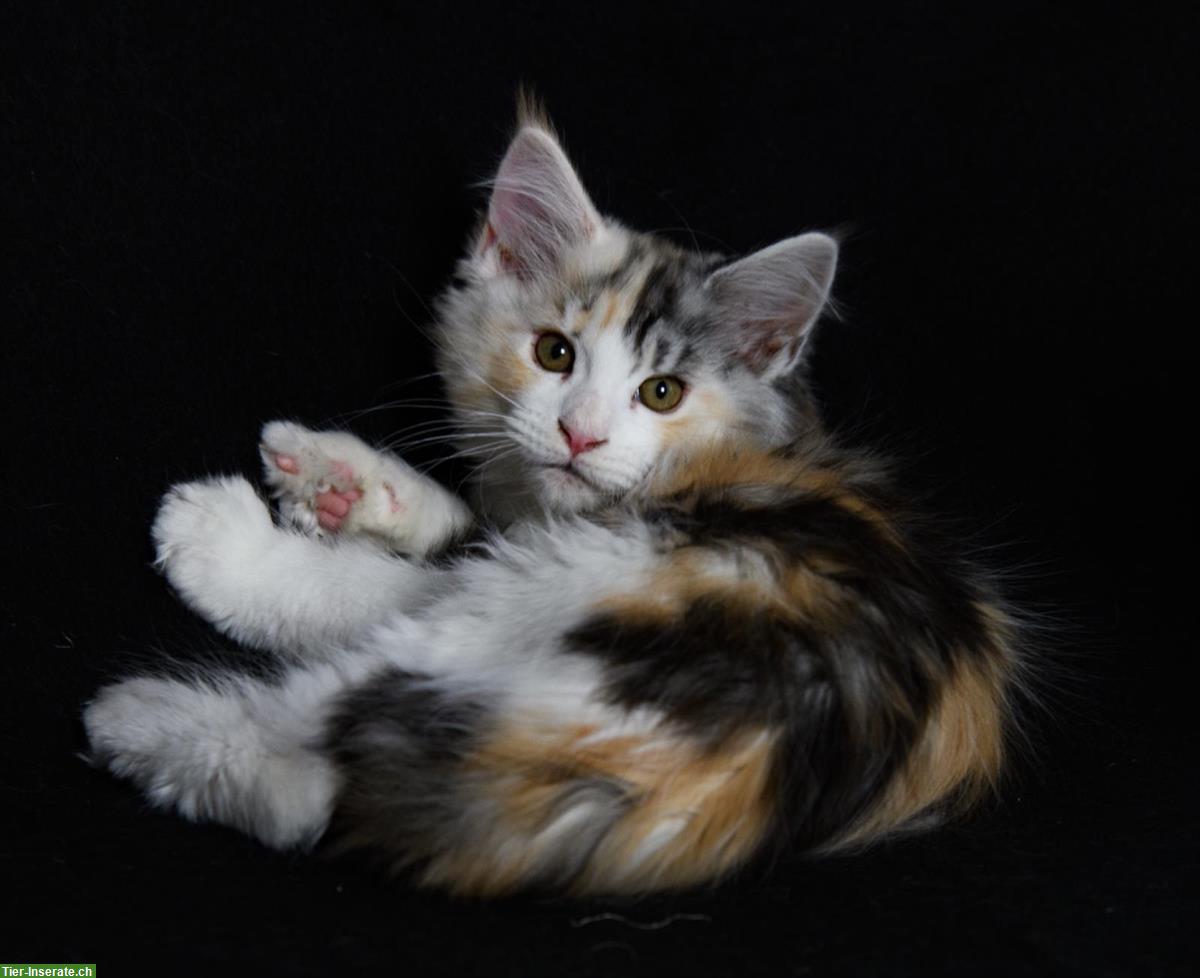 Bild 9: Süsse Maine Coon Kitten aus seriöser Hobbyzucht