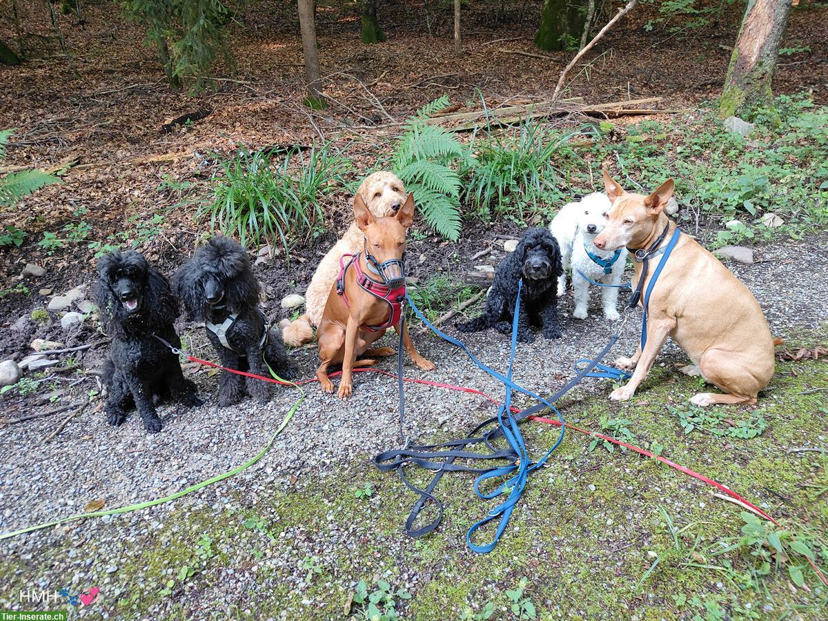 Bild 6: Biete Hundebetreuung & Zahnreinigung, Salon, Region Furttal