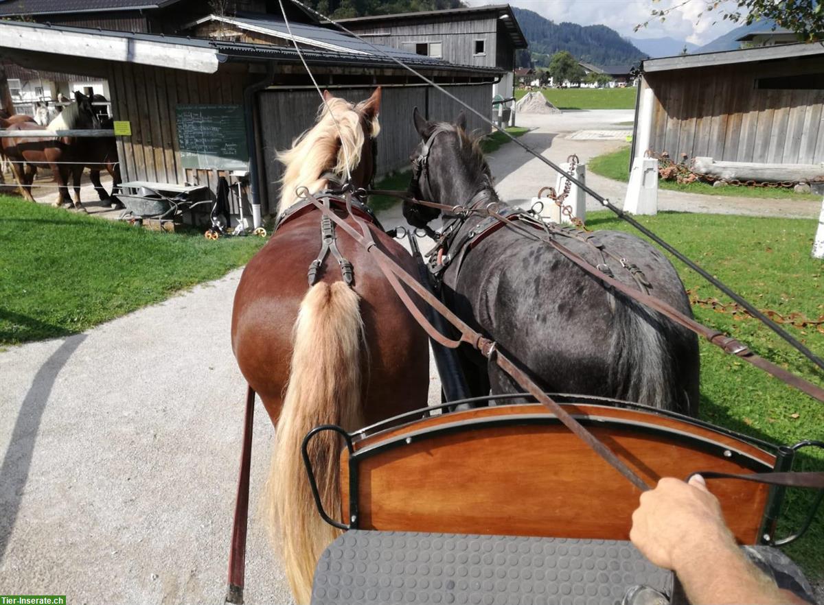 Bild 7: Traum Noriker zu verkaufen