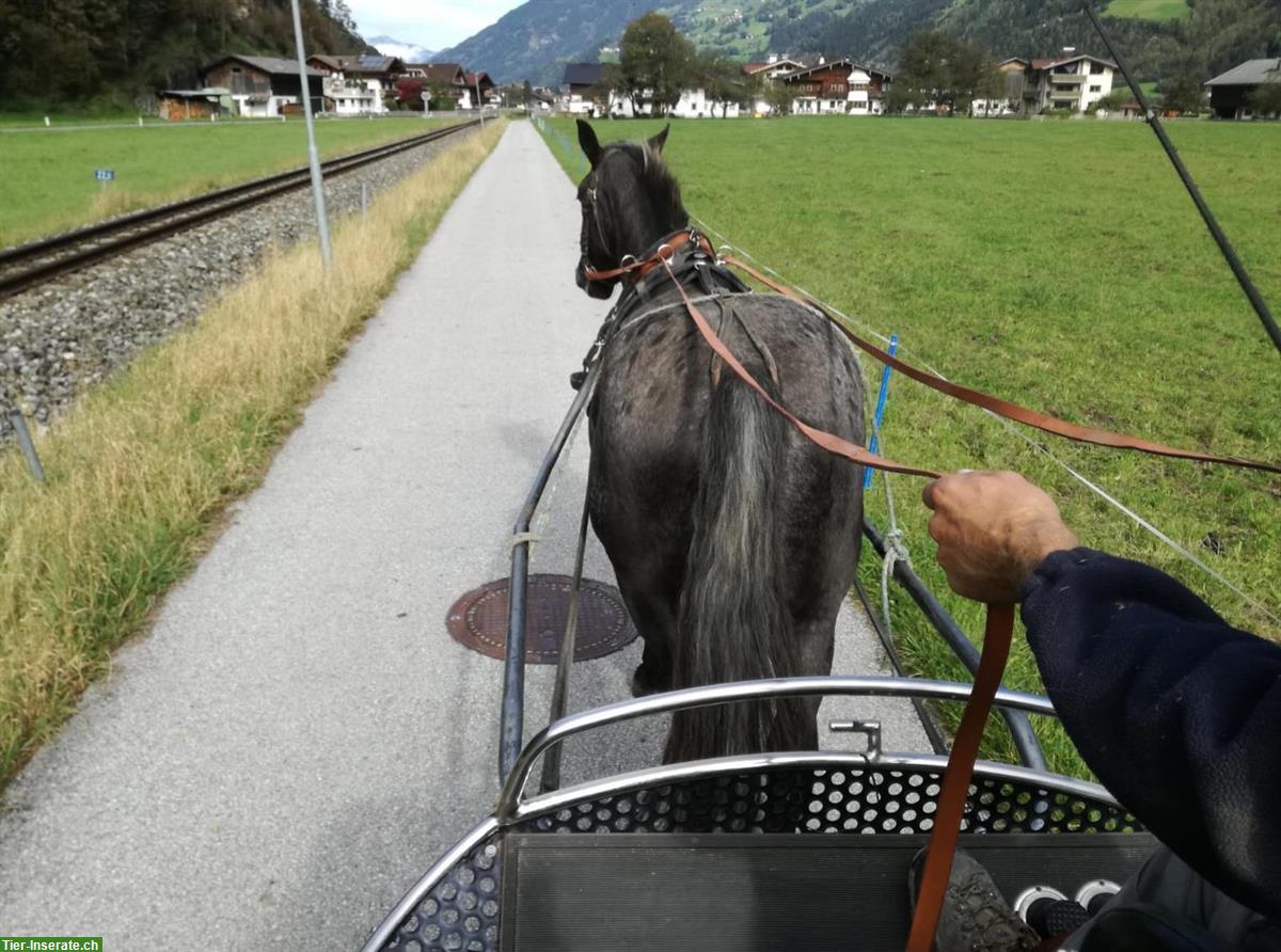 Bild 8: Traum Noriker zu verkaufen