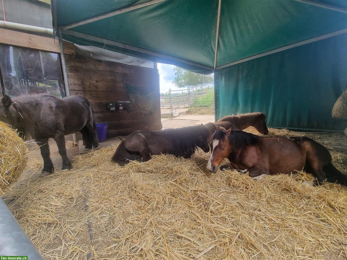 Bild 4: Reitbeteiligung/Mithilfe für unsere Ponys in Baldingen AG