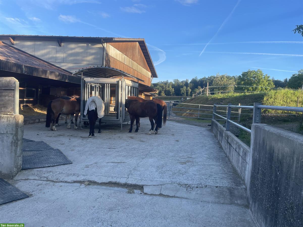 Bild 10: Vermieten Offenstall Plätze auf dem Tannenhof in Kloten ZH