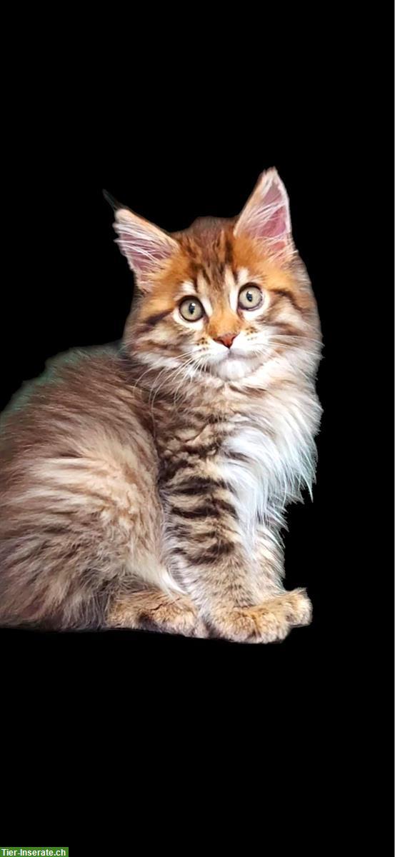 Bild 10: Maine Coon Kitten in seltenen Farben