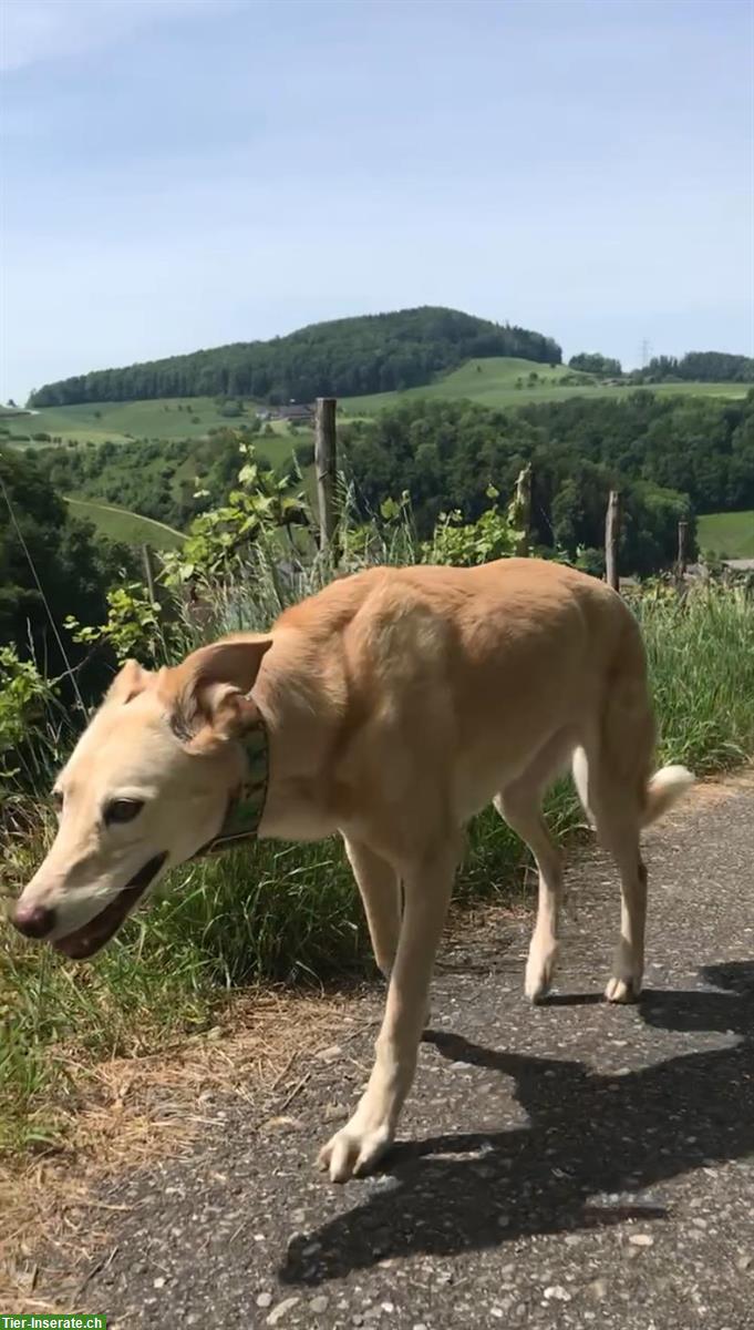 Bild 2: Biete Hundespaziergang in der Nähe Gelterkinden BL