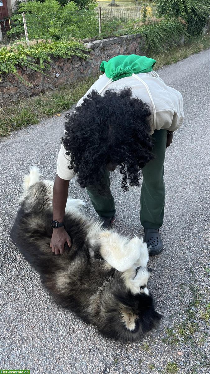 Bild 4: Biete Hundespaziergang in der Nähe Gelterkinden BL