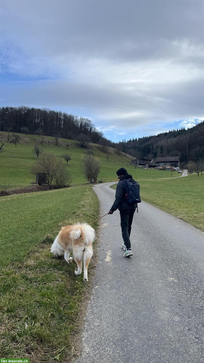 Bild 5: Biete Hundespaziergang in der Nähe Gelterkinden BL