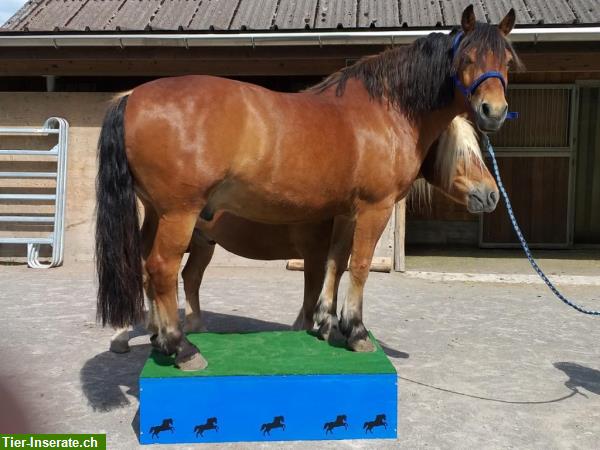 Bild 7: Neues Zirkus-Podest für Ponys und Grosspferde