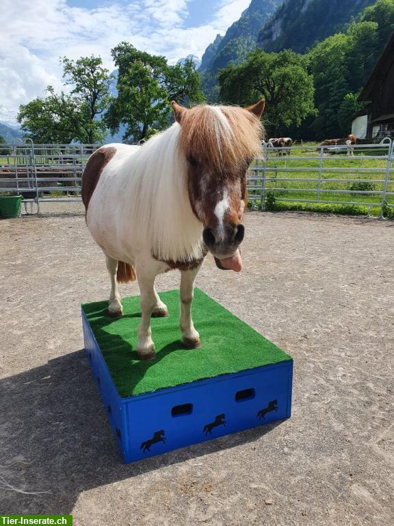 Bild 8: Neues Zirkus-Podest für Ponys und Grosspferde