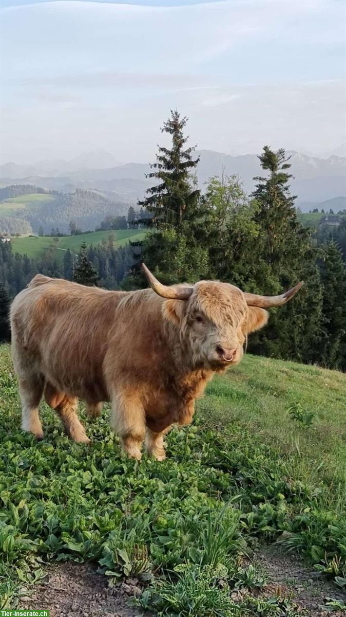 Bild 10: Schöne Hochlandrind Stiere, sehr zahm zu vermieten