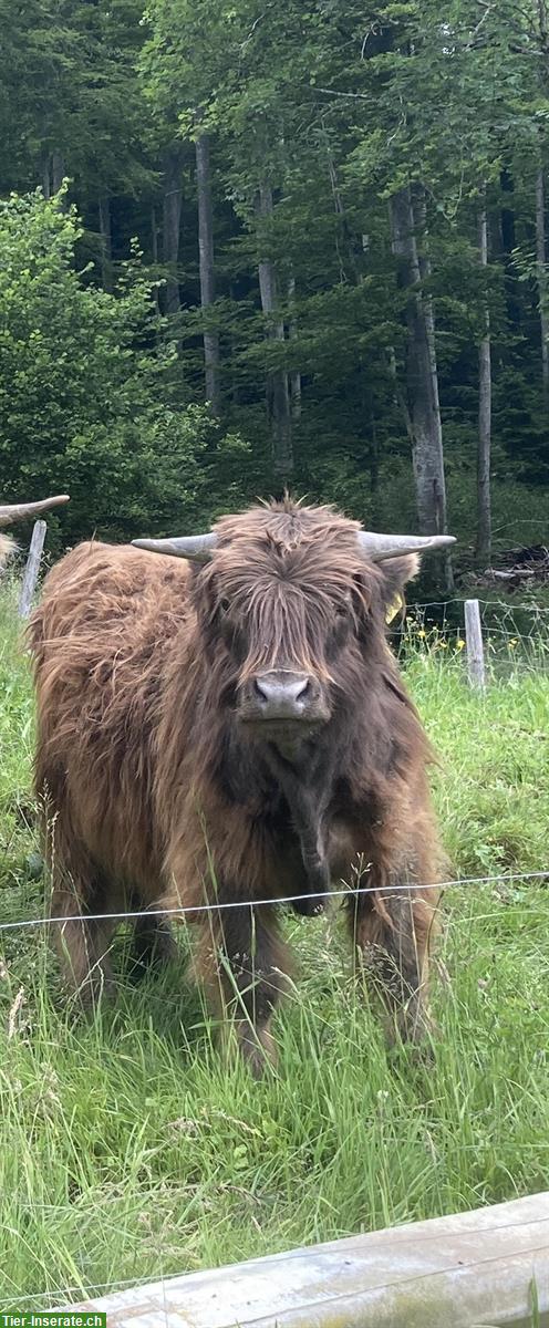 Bild 8: Schöne Hochlandrind Stiere, sehr zahm zu vermieten