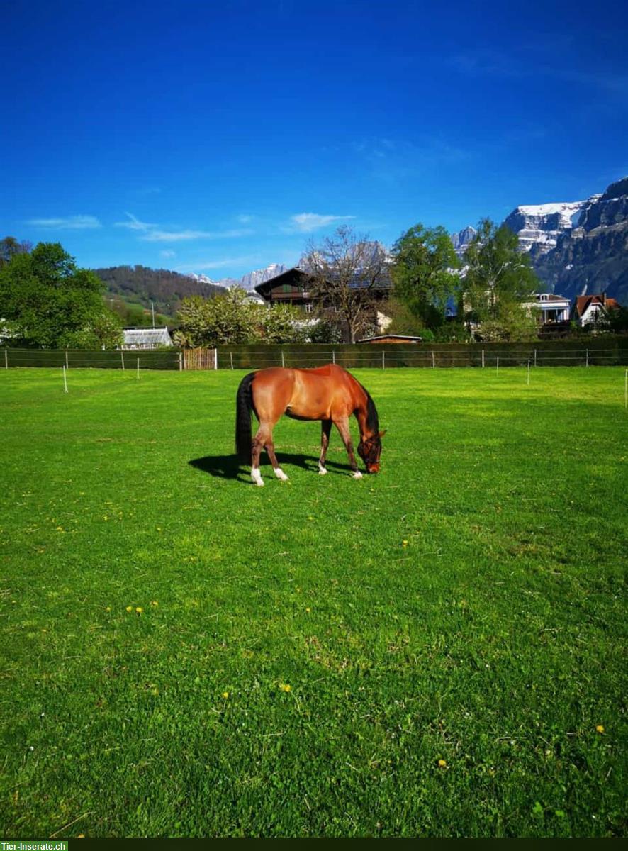 Bild 5: Erholsame Ferien mit dem eigenem Pferd