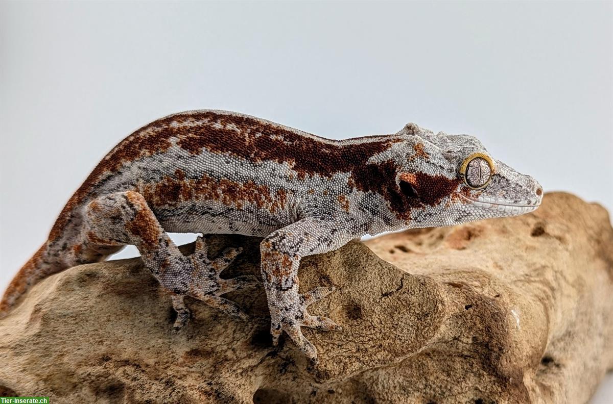 Bild 5: Rhacodactylus Auriculatus, Höckerkopfgecko zu verkaufen