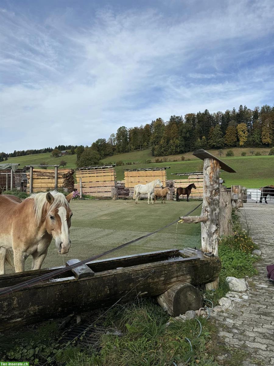 Bild 7: Pferde Offenstallplatz frei in Goldingen SG