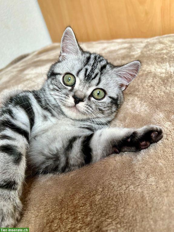 Bild 10: Britisch Kurzhaar Kitten in silber tabby, Whiskas