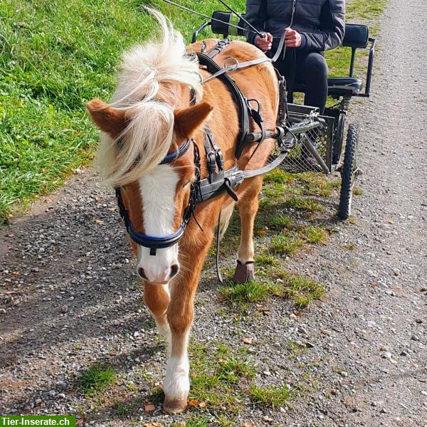 Bild 6: Einfahrtraining mit Kutsche/Sulky für ihr Pony