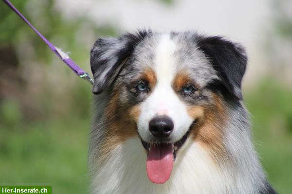 Bild 6: Miniature American Shepherd Deckanzeige! Kein Verkauf!