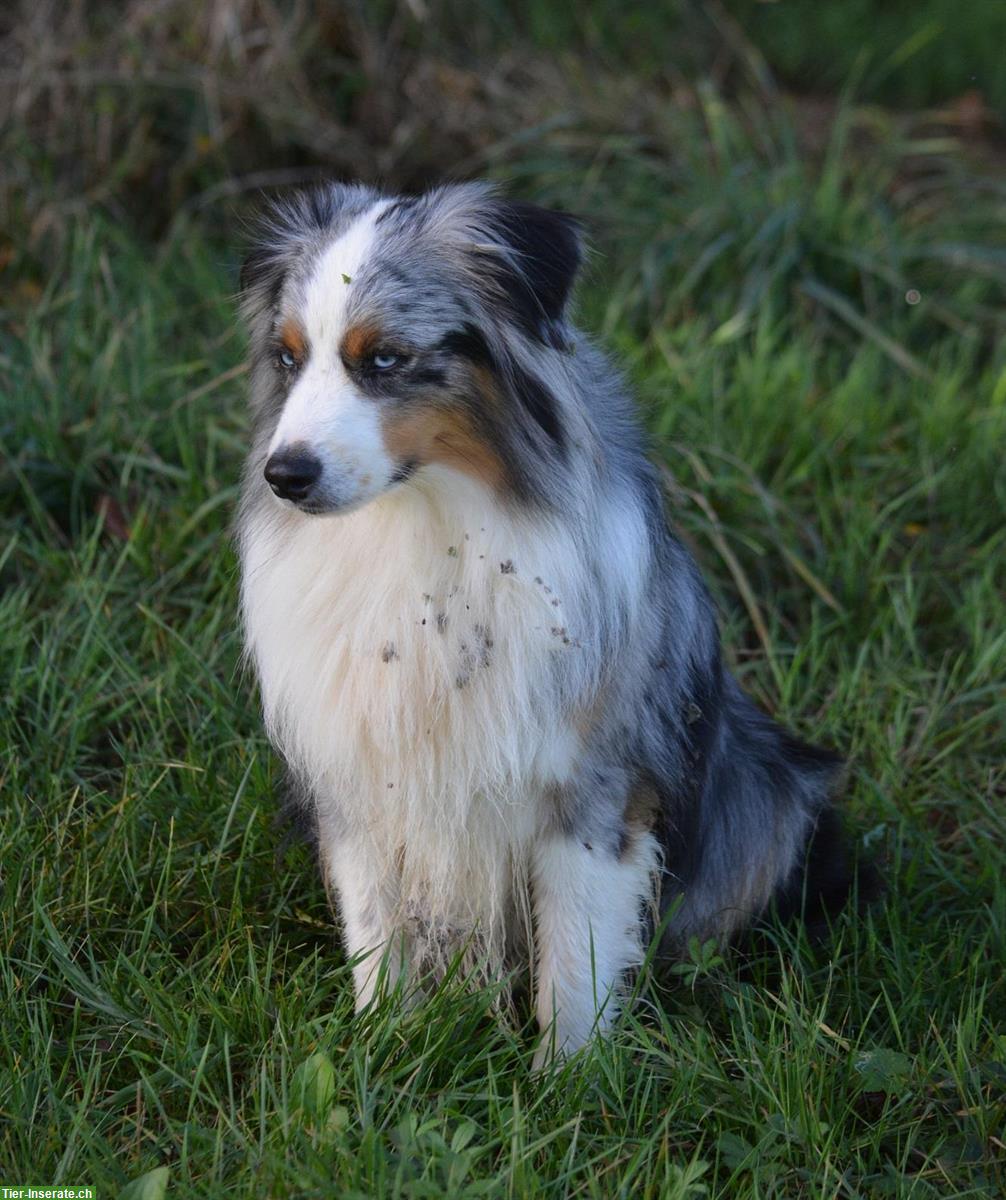 Bild 7: Miniature American Shepherd Deckanzeige! Kein Verkauf!