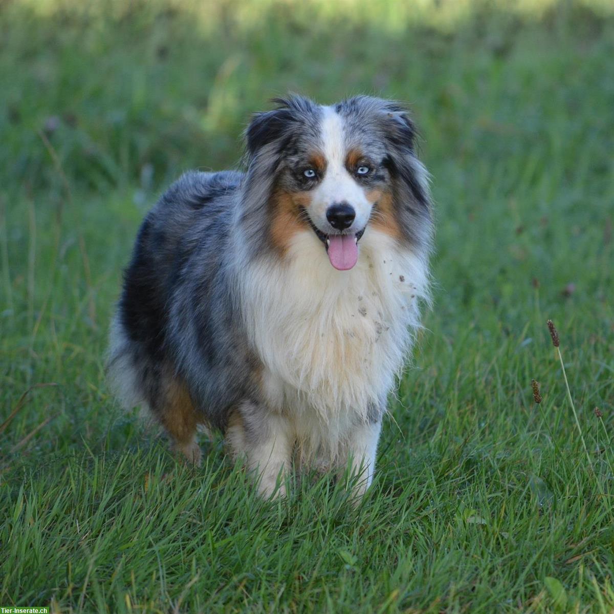 Bild 8: Miniature American Shepherd Deckanzeige! Kein Verkauf!