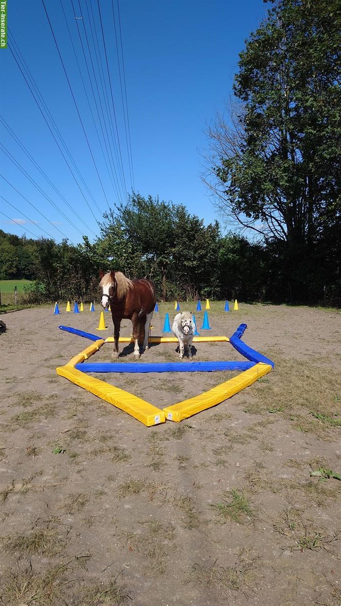 Bild 7: Bodenarbeit, Freiarbeit, Horse Agility Kurse und Privatstunden