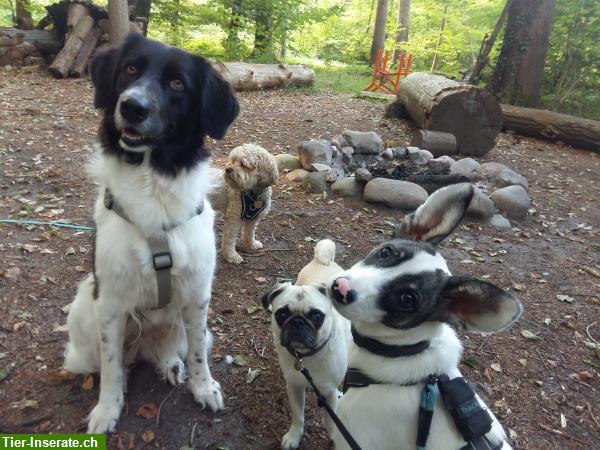 Bild 8: Liebevolle Hundetagesbetreuung, Umgebung Wetzikon, ZH-Oberland