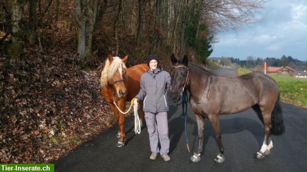 Bild 3: Biete Reitbeteiligung in Bäretswil, ZH-Oberland