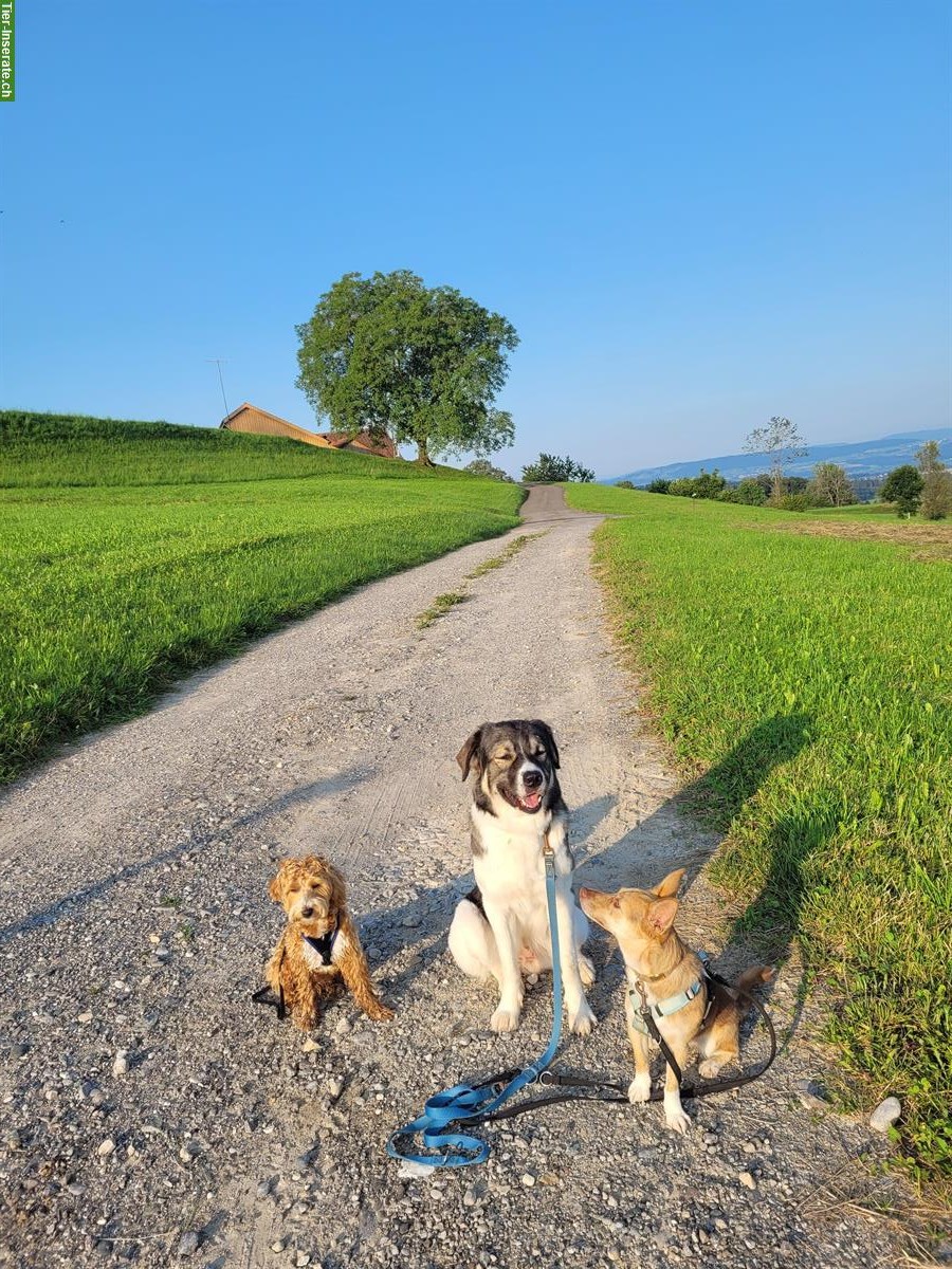 Bild 8: Familiäre Hundetagesbetreuung, Raum Pfäffikon/Fehraltdorf/Hittnau