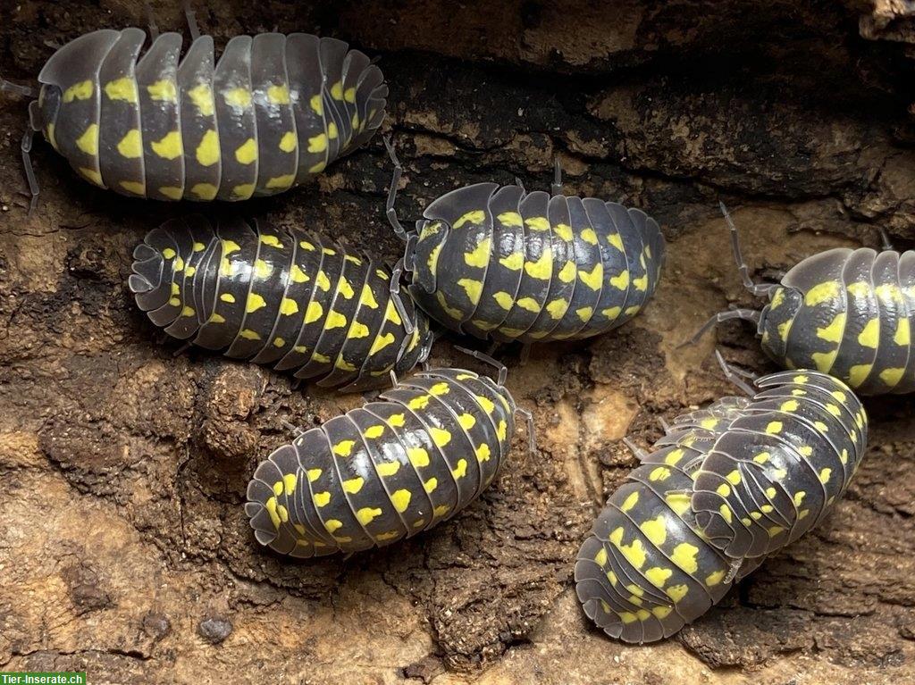 Bild 3: Asseln als Futter oder Bodenpolizei, Armadillidium