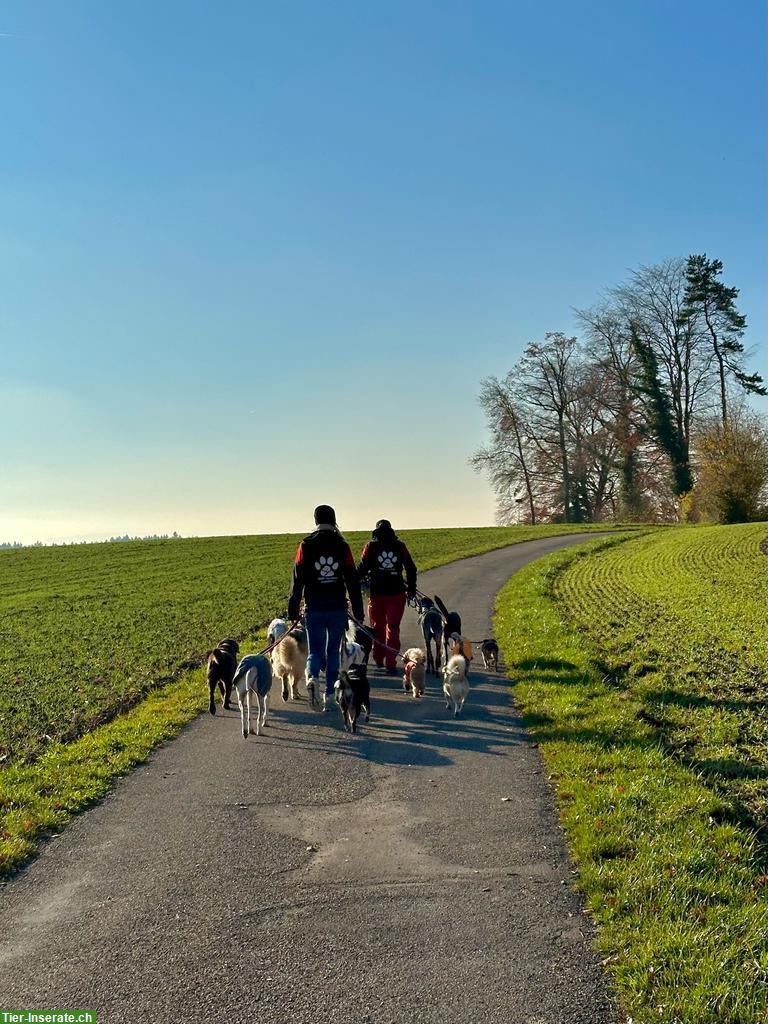 Bild 6: Hundebetreuung FBA Praktikumsstelle in Hundetagesstätte