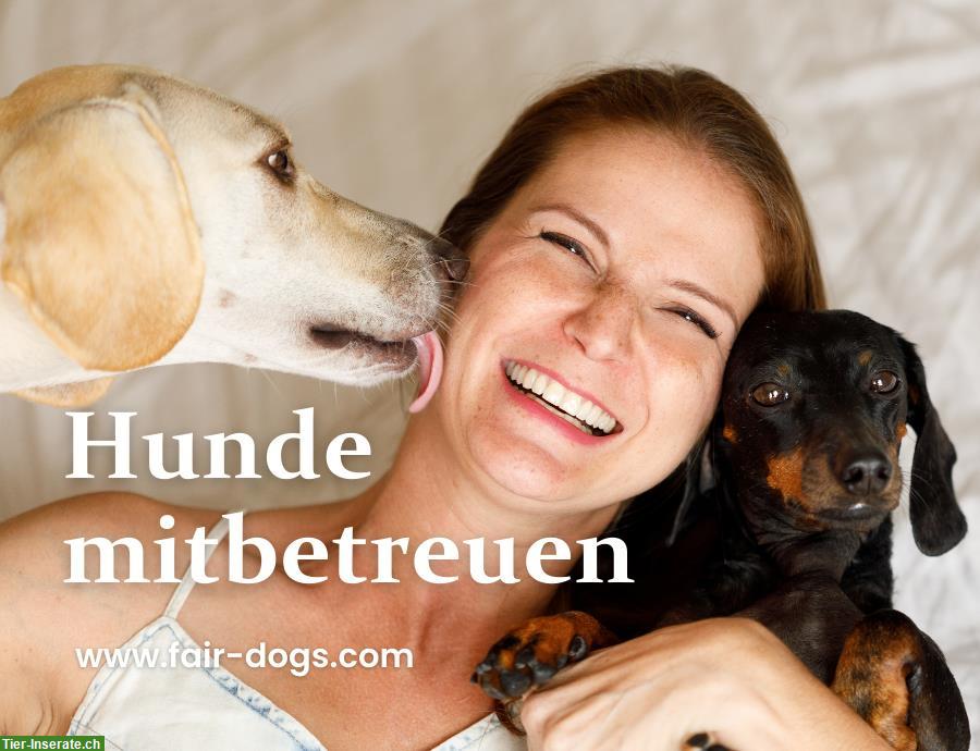 Bild 2: DogSharing | Finde einen Teilzeithund