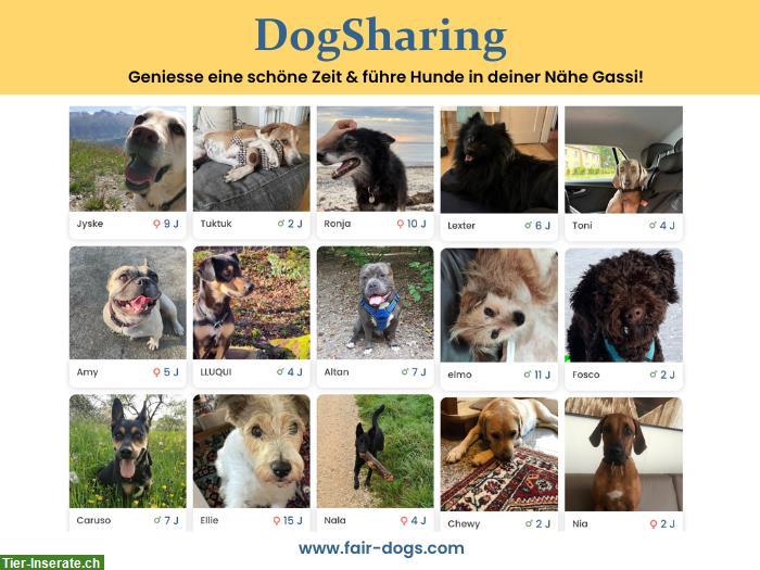 Bild 3: DogSharing | Finde einen Teilzeithund