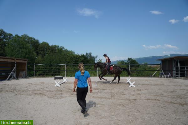 Bild 3: Mobiler Unterricht in Springen, Dressur, Sitzlonge, Longenunterricht...