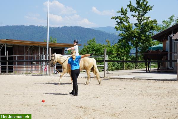 Bild 4: Mobiler Unterricht in Springen, Dressur, Sitzlonge, Longenunterricht...