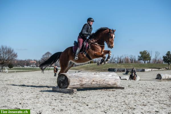 Bild 6: Mobiler Unterricht in Springen, Dressur, Sitzlonge, Longenunterricht...