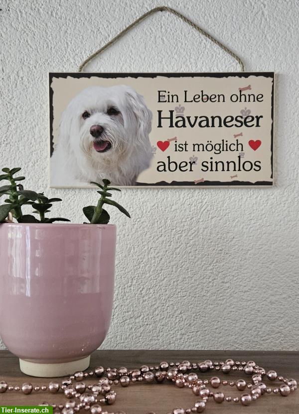 Bild 2: Hunde Holzschild Havaneser mit Kordel zum Aufhängen