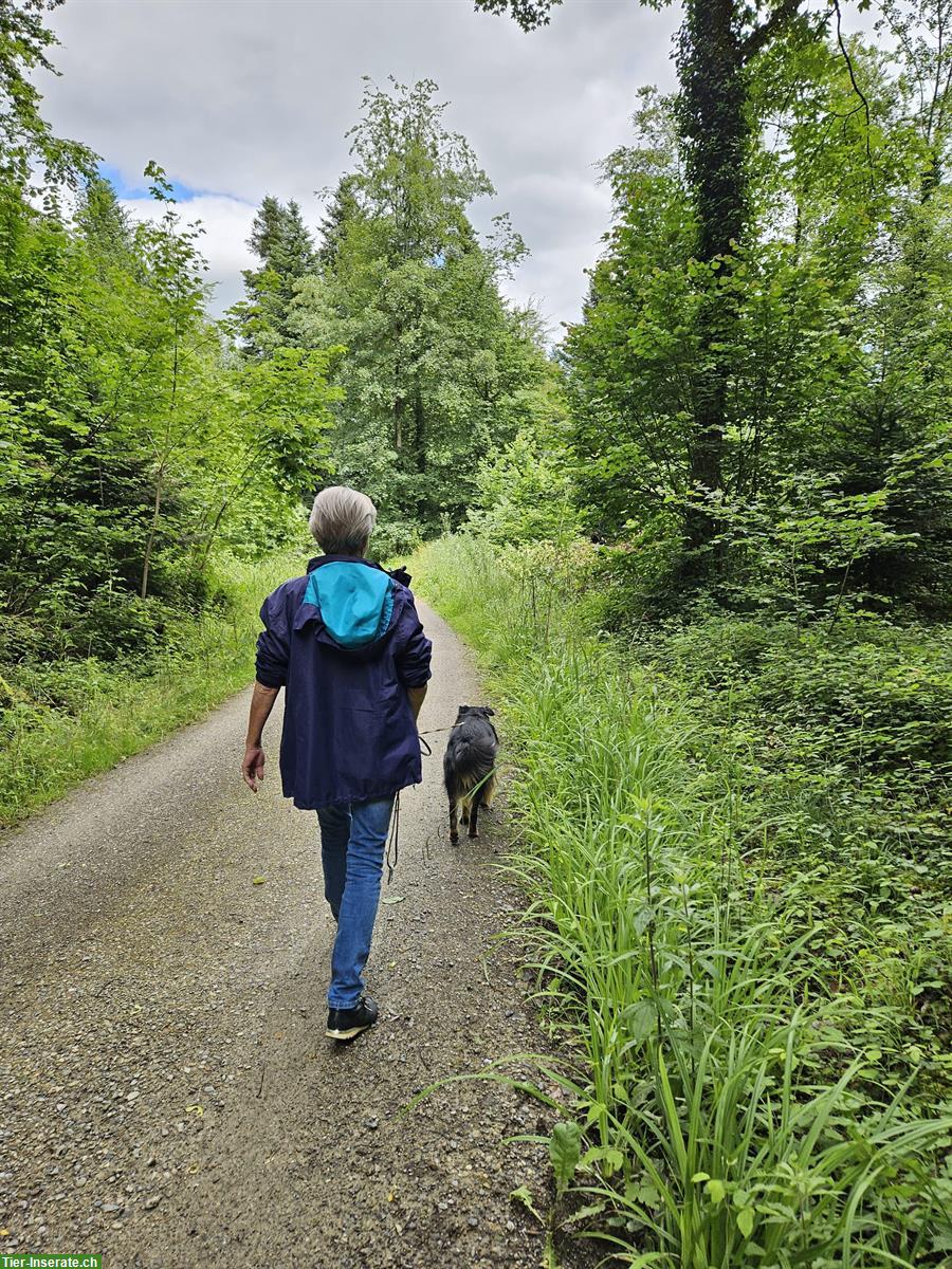 Biete Hundesitting in Hermetschwil-Staffeln AG