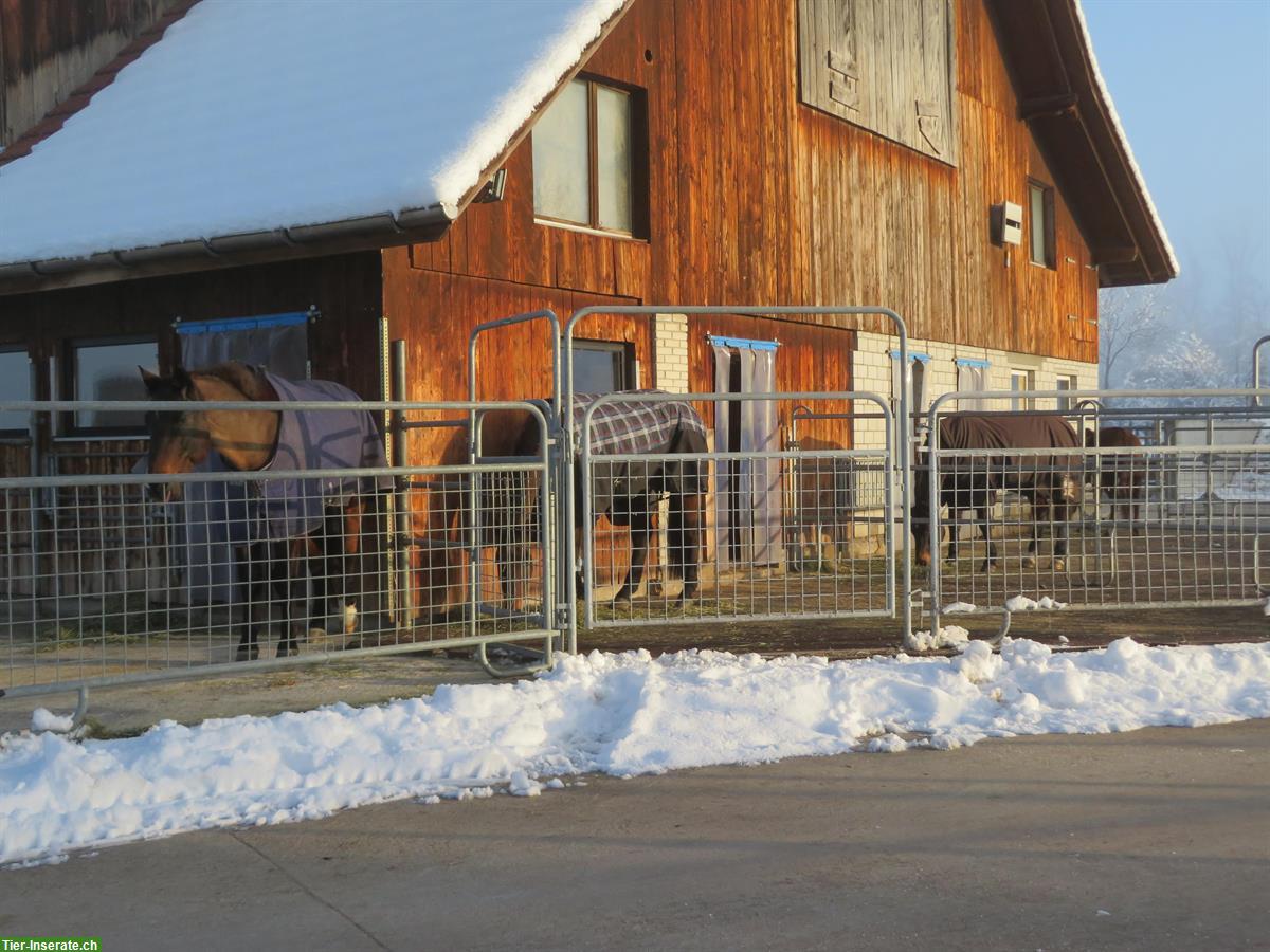 Bild 2: 1 bis 3 Auslaufboxen zu vermieten in Pferdepension in Ruswil LU